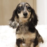 カニンヘンダックスフンド(ロング)