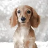 カニンヘンダックスフンド(ロング)【高知県・女の子・2025年6月4日・クリアレッド】の写真2