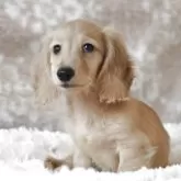 カニンヘンダックスフンド(ロング)【高知県・男の子・2025年8月10日・イエロー】の写真2