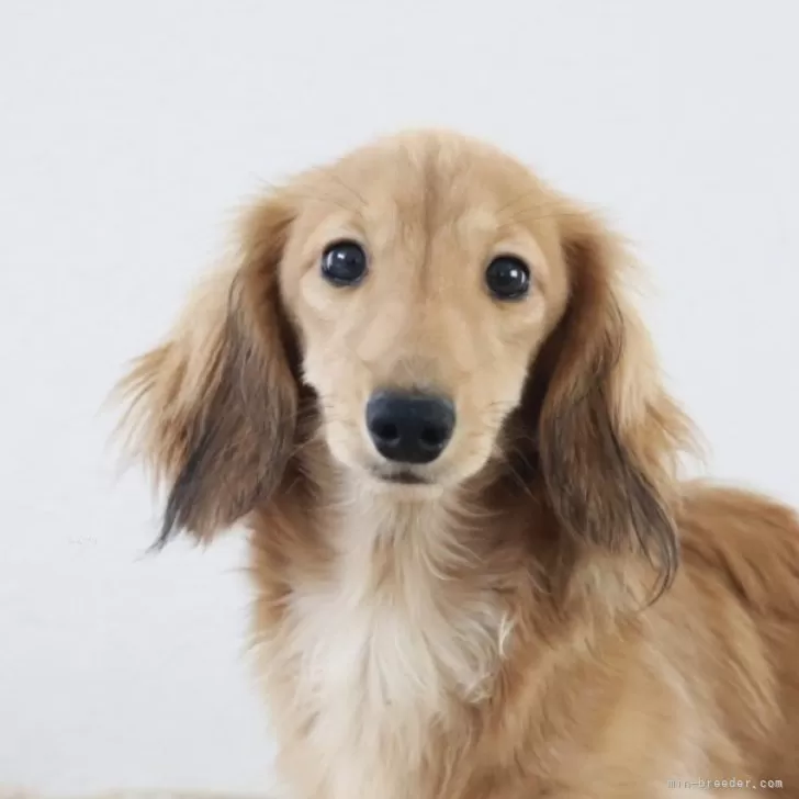 ID：2404-06369の子犬