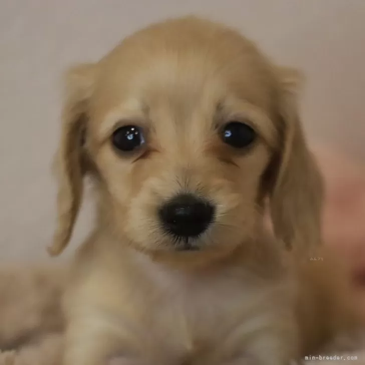 ID:2312-06445の子犬