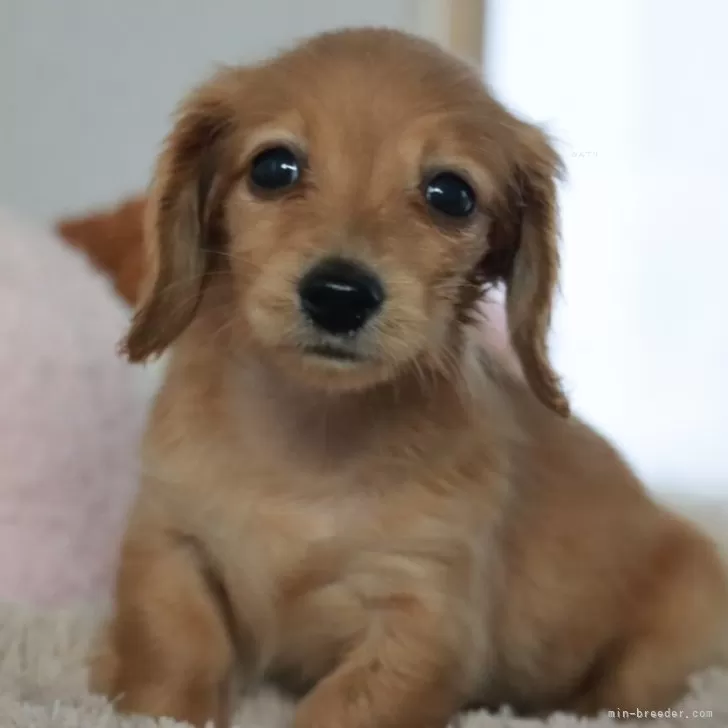 ID：2404-03464の子犬