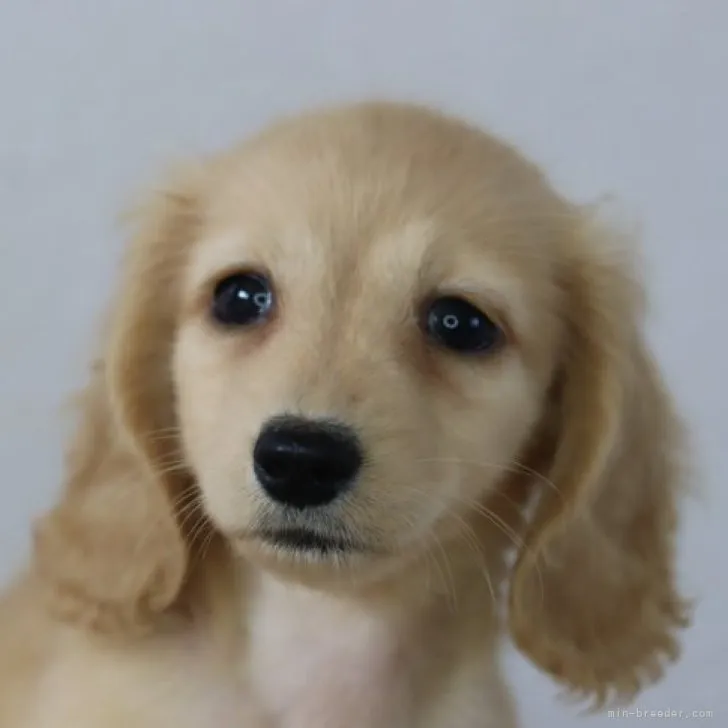 カニンヘンダックスフンド(ロング)【高知県・男の子・2023年6月1日・ゴールド(イエロー)】の写真1