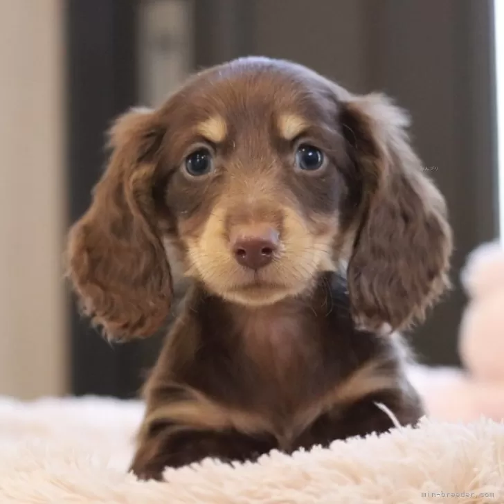ID:2410-05963の子犬