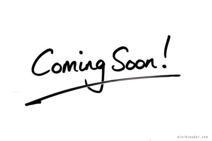 カニンヘンダックスフンド(ロング)【・女の子・2021年10月6日・チョコレート&amp;タン】