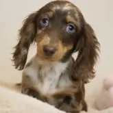 カニンヘンダックスフンド(ロング)【高知県・女の子・2023年10月31日・ブラウンダップル】の写真1