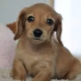 カニンヘンダックスフンド(ロング)【高知県・女の子・2024年2月22日・イエロー(レディッシュイエロー)】の写真1