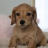 カニンヘンダックスフンド(ロング)【高知県・女の子・2024年2月22日・イエロー(レディッシュイエロー)】の写真2