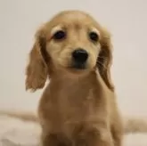 カニンヘンダックスフンド(ロング)【高知県・女の子・2024年2月22日・イエロー(レディッシュイエロー)】の写真4