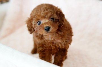 トイプードル(ティーカップ)【大阪府・女の子・2018年4月20日・レッド】の写真「濃いレッドの優しいお顔の可愛く小さな女の子」