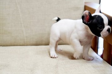 フレンチブルドッグ【大阪府・女の子・2019年5月25日・パイド】の写真「可愛いしぐさの癒し系パイド女の子」