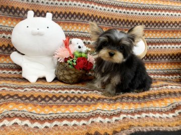 ヨークシャーテリア【大阪府・女の子・2020年7月27日・スチールブルー&タン】の写真「とってもかわいく小さく成長しています💖」