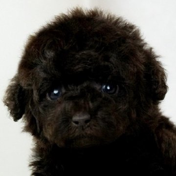 トイプードル(ティーカップ)【大阪府・男の子・2018年11月3日・ブラウン】の写真「とても小さく可愛いしっかりした綺麗な毛色のブラウン」