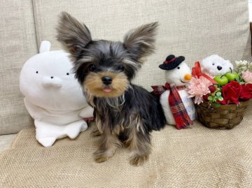 ヨークシャーテリア【大阪府・女の子・2020年8月13日・スチールブルー&タン】の写真「マイクロヨーキー！性格最高の美人さん！」