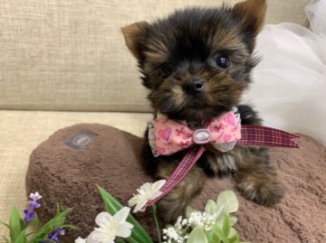 ヨークシャーテリア【大阪府・女の子・2021年4月29日・スチールブルー&タン】の写真「可愛さバツグン❤ヨーキーの女の子」