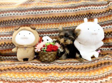 ヨークシャーテリア【大阪府・女の子・2020年8月20日・スチールブルー&タン】の写真「とーっても小さく可愛いヨーキーちゃん♪」