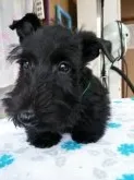 スコティッシュテリア【鳥取県・男の子・2016年3月13日・ブラック】の写真1