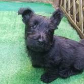 スコティッシュテリア