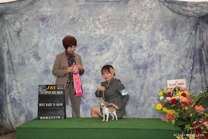 高木　美貴(たかき　みき)ブリーダー(大阪府・ポメラニアンなど・JKC登録)の紹介写真2