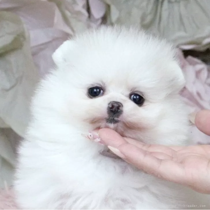 ID:2412-06830の子犬