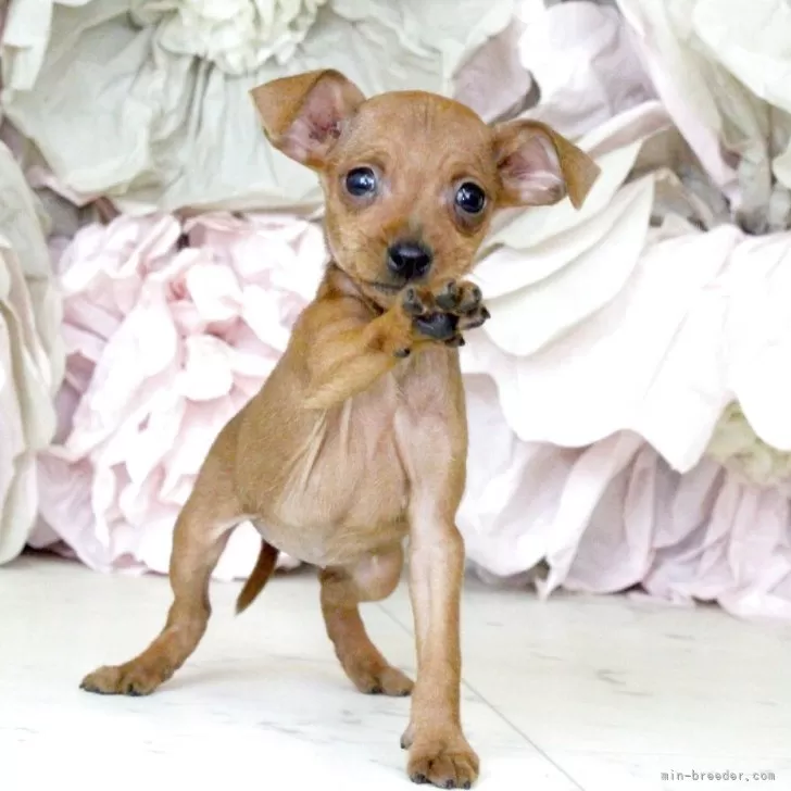 ID：2507-05905の子犬