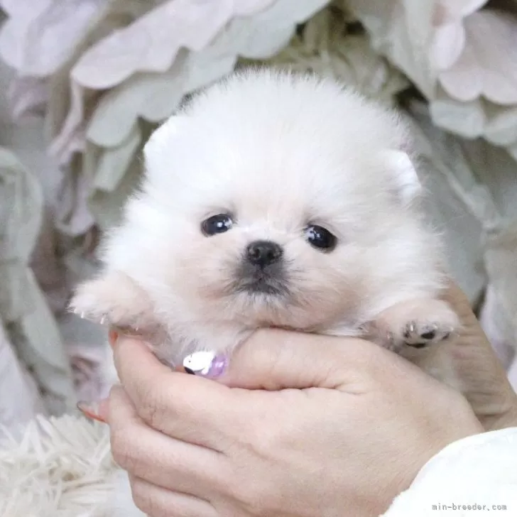 ID：2511-01272の子犬