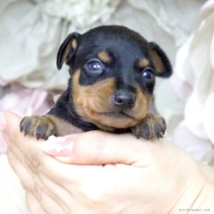 ID:2509-01518の子犬
