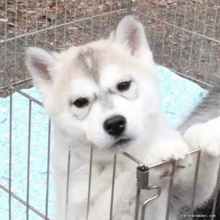 ID:2503-01826の子犬