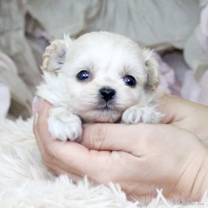 ID:2509-01506の子犬