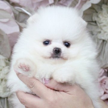 ポメラニアン【大阪府・男の子・2024年11月25日・クリーム】の写真「白に近い明るめクリームのモフモフくん♡」