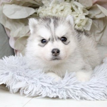 シベリアンハスキー【大阪府・女の子・2025年3月5日・シルバー&ホワイト】の写真「シベリアンハスキー専門犬舎の血統☆ナチュラルアイ」