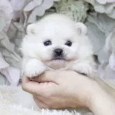ポメラニアン