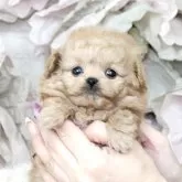 ティーカッププードル