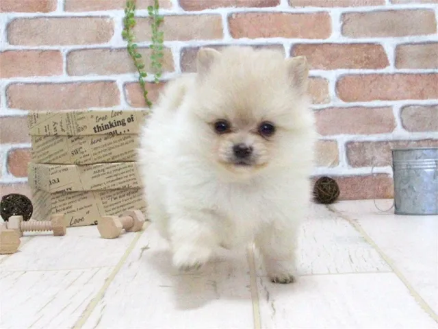 mako 様のお迎えした子犬