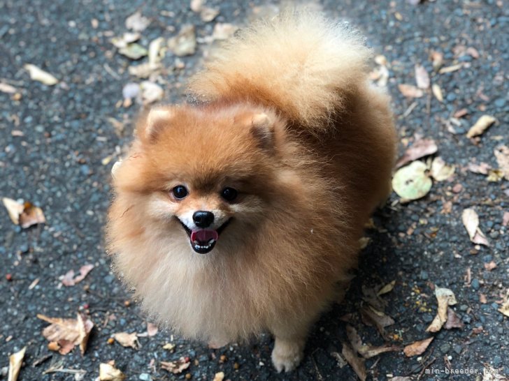 ポメラニアン【・男の子・2015年10月3日・オレンジ】