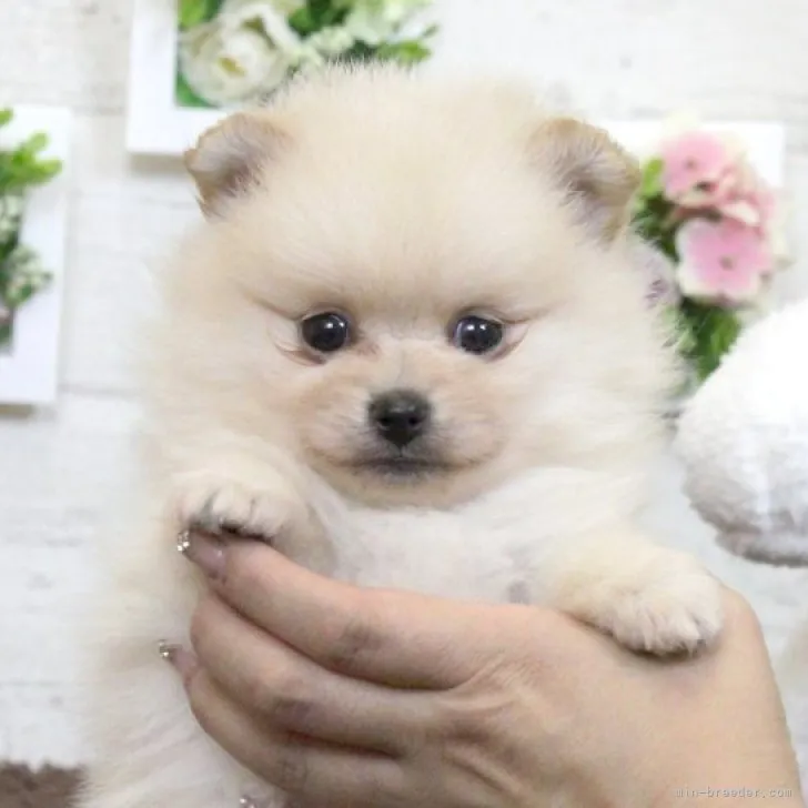 ID：2304-03394の子犬