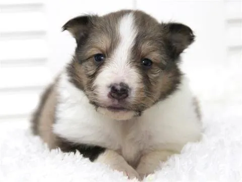 ID：1502-00683の子犬