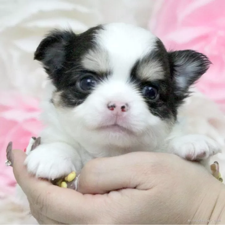 ID：2402-04833の子犬