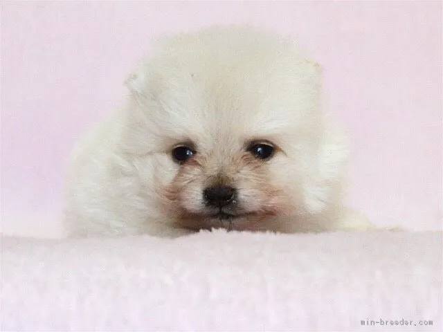 ふきちゃん 様のお迎えした子犬