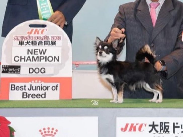 チワワ(ロング)【・男の子・2022年12月28日・ブラックタン】