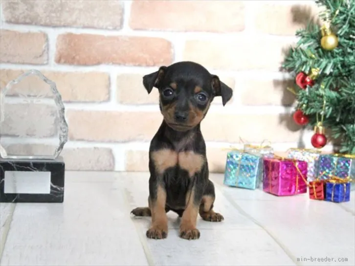 ID:1511-01507の子犬