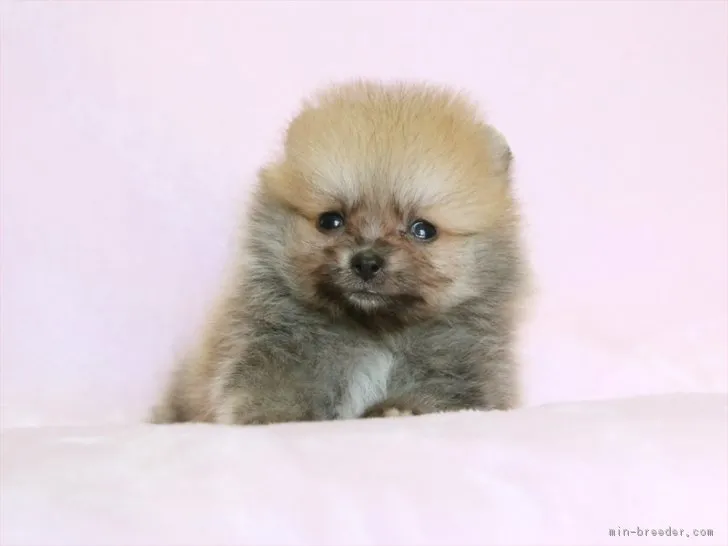 ラックぱぱ 様のお迎えした子犬