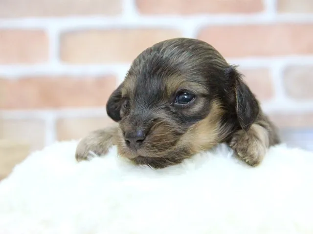 ID:1605-00931の子犬