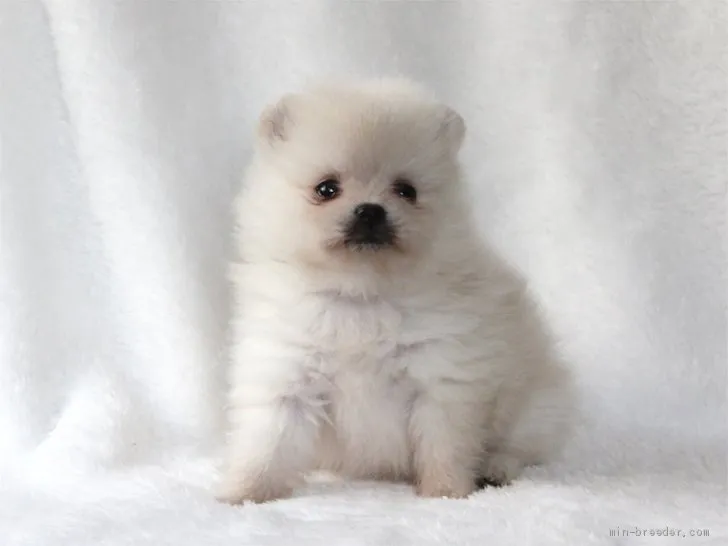 ID:1904-02006の子犬