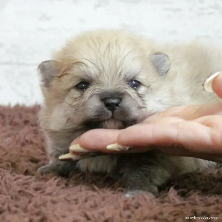 ID：2302-02502の子犬