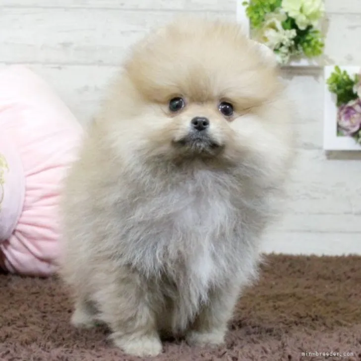 ID：2211-03299の子犬