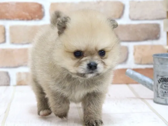 ID：1606-00997の子犬