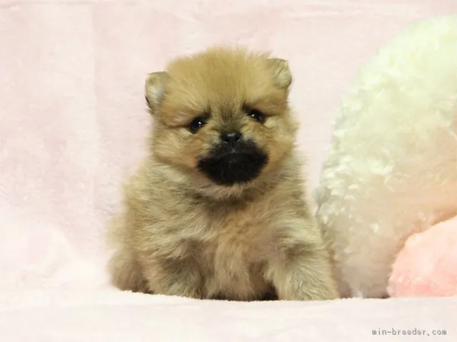 ゴン太 様のお迎えした子犬