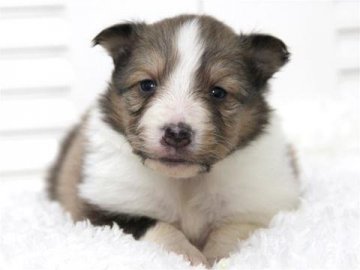 シェットランドシープドッグ【大阪府・女の子・2015年2月1日・セーブル&ホワイト】の写真「母：チャンピオン直子」