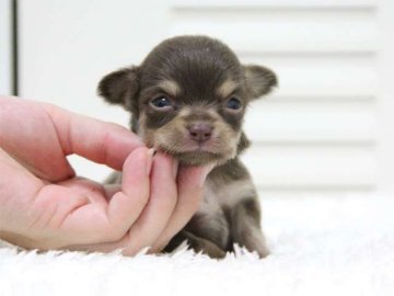 チワワ(ロング)【大阪府・女の子・2015年6月28日・チョコタン】の写真「たぬき顔の可愛いママから生まれました！」